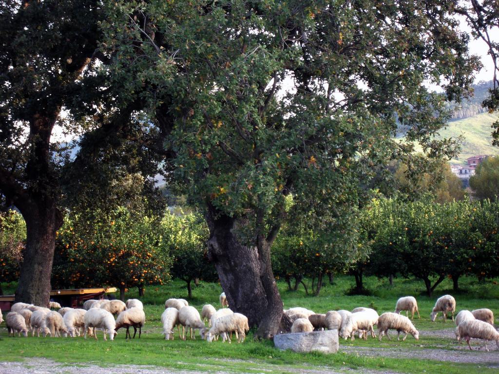 Barone Gr Macri Agriturismo Modi Gerace Dış mekan fotoğraf